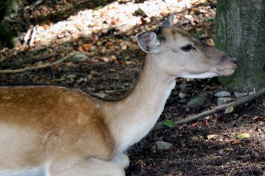 Avrupai geyik dişi orman gölgesinde yatıyor