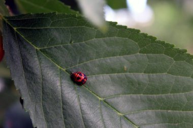 Kiraz yaprağında renkli uğur böceği pupası Harmonia axyridis