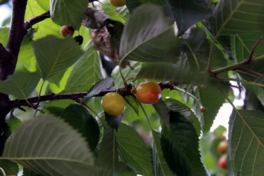 Meyve dalında olgunlaşmış kirazlar