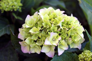 Taze yeşil Hydrangea makrophylla çiçeğinin başı erken açmış.