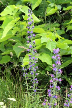 Vahşi tarlada canlı Echium vulgare çiçekleri