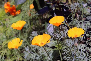 Parlak turuncu Kaliforniya gelincik çiçekleri tam çiçek açmış.