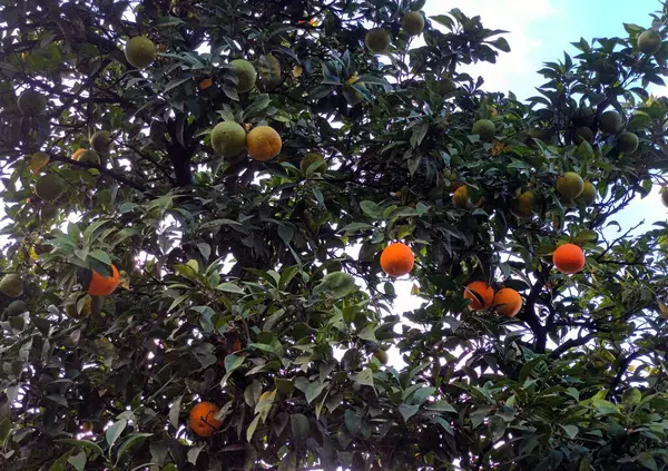 Doğal Işıkta Natsudaidai Ağacında Turuncu Meyveler Olgunlaşıyor