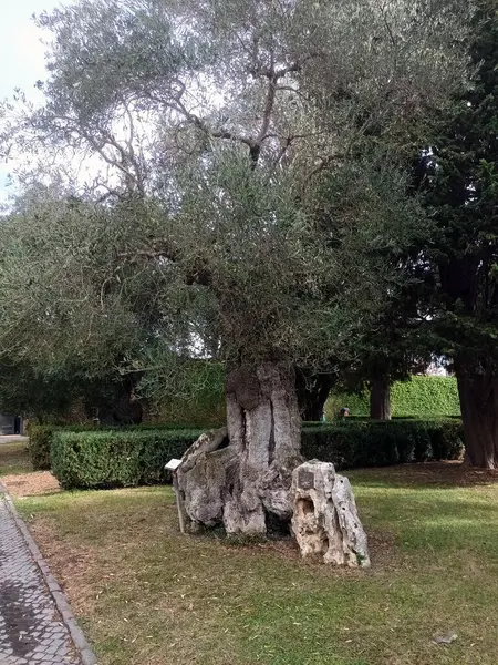 Bahçesinde kocaman bir gövdesi olan eski vahşi zeytin ağacı.