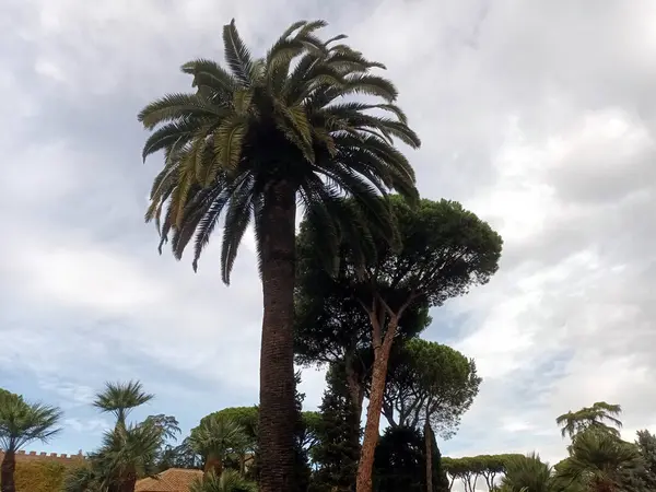 Bulutlu gökyüzüne karşı Büyük Kanarya Adası hurma ağacı