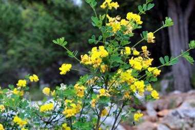 Hippocrepis emerus veya sarı çiçekli Akrep senna fundalığı
