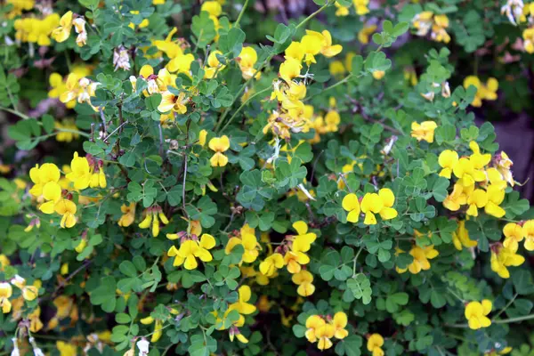 Hippocrepis emerus veya sarı çiçekli Akrep senna fundalığı