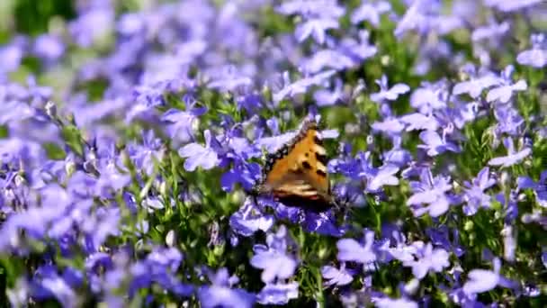 Прекрасний Метелик Синіх Квітах Метелик Помаранчевими Крилами Повзає Крізь Дикі — стокове відео
