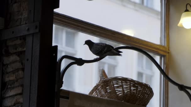 Pájaro Sienta Mostrador Tienda Pájaro Voló Café — Vídeo de stock