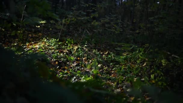Een Vrouw Loopt Nachts Door Het Herfstbos Schijnt Een Zaklamp — Stockvideo