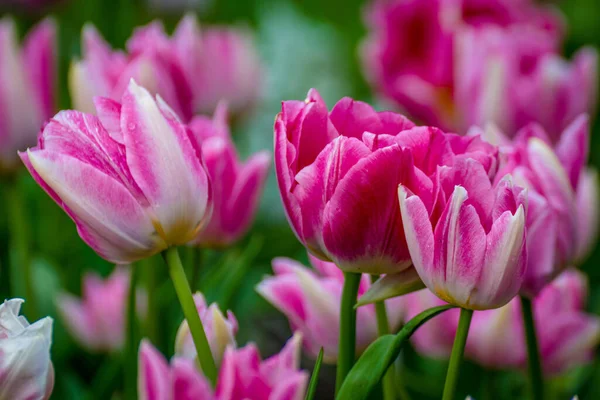 Rosa Tulpenblumen Blühen Einem Feld Aus Tulpen Vor Einem Hintergrund — Stockfoto