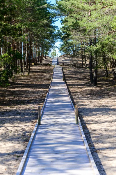一条穿过森林通往海滨的现代木制小径 阳光穿过树干 — 图库照片