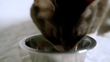 Gri evcil kedi kedi kedi kasesinden yemek yiyor. Evde bir kase saçması olan bir kedi.