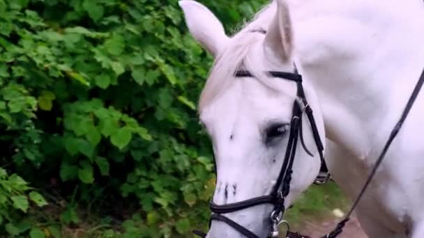利用された馬がカートを引いて道路に沿って乗る 白馬に乗る — ストック動画