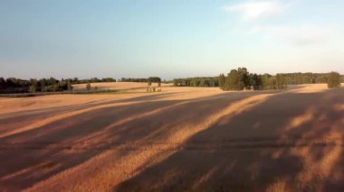 Gün batımında kırsal kesimde altın buğdaylı tarlalar üzerinde uçuş manzarası