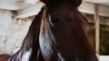 Kahverengi bir atın yakın çekimi, sadece kafası ahşap ahırda görünür.