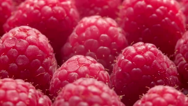 Pinch Fresh Sweet Raspberries Bright Red Raspberries Background — Stock Video