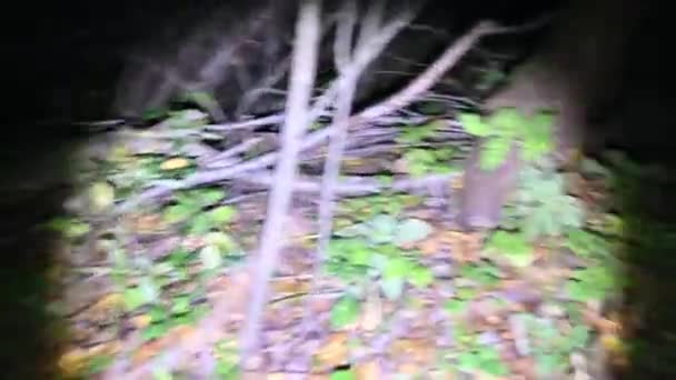 Pov Человек Ищет Ночных Лесах Освещая Путь Темноте Помощи Фонарика — стоковое видео