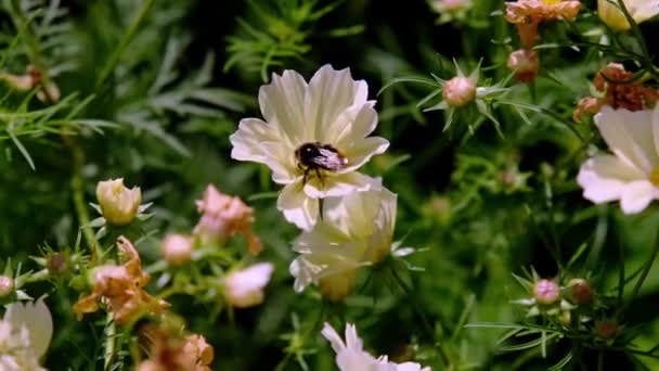Bumblebee Λευκό Λουλούδι Cosmos Bipinnatus Xanthos Τροφή Εντόμων Νέκταρ Επικονίαση — Αρχείο Βίντεο