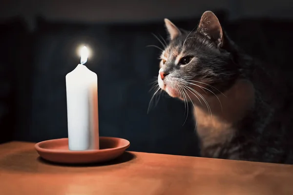 Meraklı bir gri evcil kedi masada duran yanan mumu görüyor..