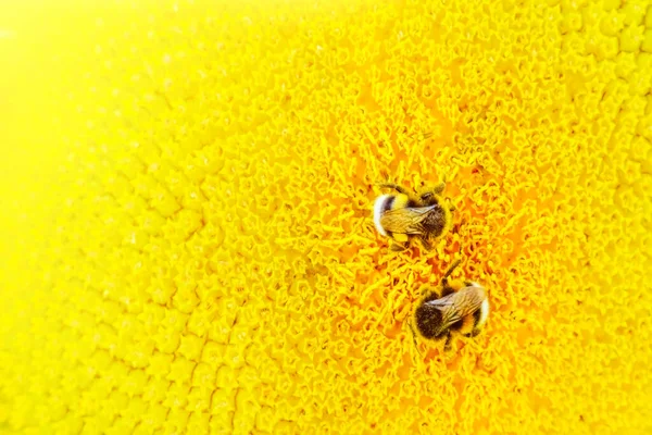 Подсолнухи Опыляют Пчел Крупный План Многополосной Пчелы Собирает Мед Желтый — стоковое фото
