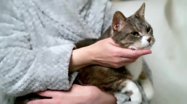 Sahibinin elinde mutlu bir kedi, sahibinden harika rahat bir rüya, elini okşuyor..