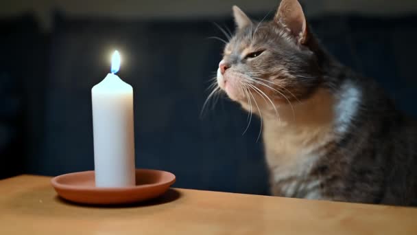 Любопытный Серый Домашний Кот Смотрит Горящую Свечу Стоящую Столе — стоковое видео