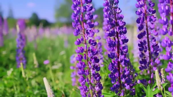 夏日晴朗的时候 一片紫色和粉色的羽扇豆地 盛开在野外 夏天的色彩 — 图库视频影像