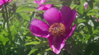 Yaz bahçesindeki güzel mor şakayık. Rüzgardaki bahar çiçeği.
