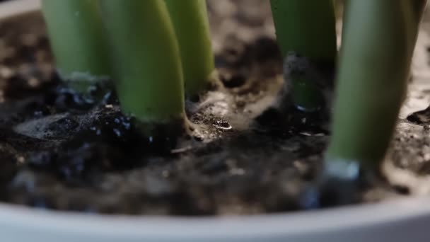 Regar Las Plantas Casa Agua Filtra Suelo Concepto Vida Casa — Vídeos de Stock