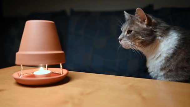 Γκρίζα Γάτα Κρυφοκοιτάζει Περίεργα Μια Σπιτική Θερμάστρα Ζεστή Ζεστή Ατμόσφαιρα — Αρχείο Βίντεο
