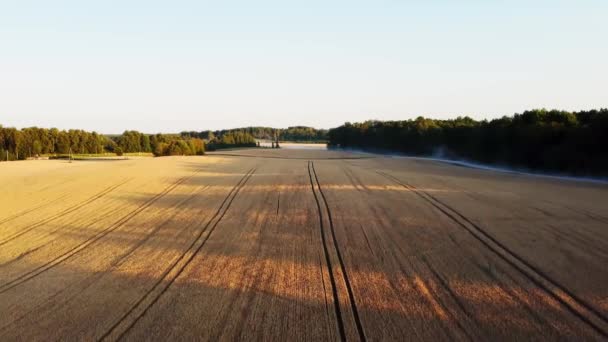 Flygfoto Över Vetefält Vid Solnedgången Sommaren Jordbruk Fält Före Skörd — Stockvideo