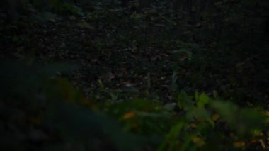 Karanlık bir gecede bir kadın ormanda yürüyor, ayaklarına fener tutarak..