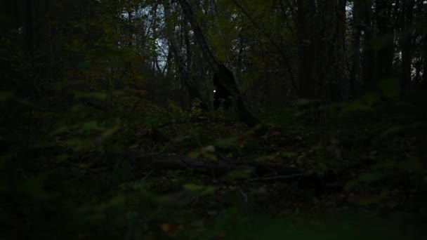 女性は森の中で懐中電灯を使って暗闇の中で道を照らし — ストック動画