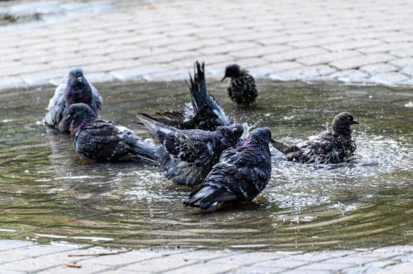 Pigeons bathe in puddles on the road after rain on a sunny day.