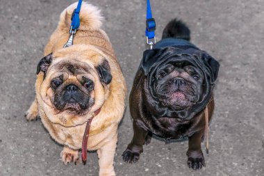 Little funny pugs for a walk along the sidewalk in a summer park.