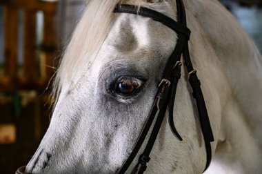 head of a white horse - close-up portrait of a horse - eyes open. The muzzle of a harnessed horse.