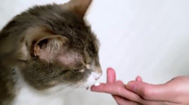 Kedi, veterinerden bir doz ilaç alır. Seriler akıllı kedi hastalıktan sonra tedavi edilir..