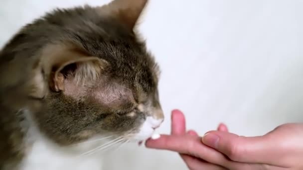 Γάτα Λαµβάνει Μία Δόση Φαρµάκου Από Τον Κτηνίατρο Σειρά Έξυπνη — Αρχείο Βίντεο