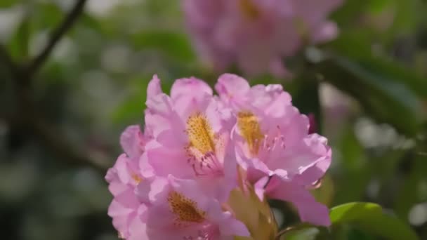 Large Bush Blooming Rhododendron Botanical Garden Lots Pink Flowers — Vídeo de Stock
