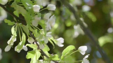 Bahar zamanı çiçek açan elma ağacı. Beyaz çiçekli ve yeşil yapraklı bir dal.