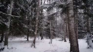 Ağaçlarla dolu karla kaplı bir orman. kış manzarası kar ağaçları