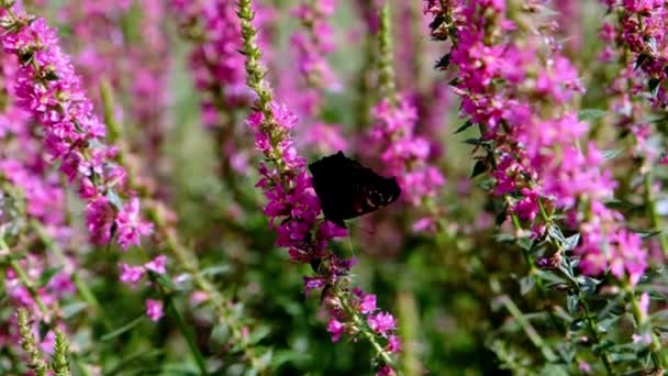 Mor Bir Çiçeğin Tepesinde Oturan Siyah Bir Kelebek Seçici Odak — Stok video