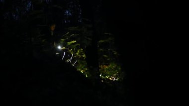 Gece ormanında fenerli bir kadın. Karanlık ormanda yürü..