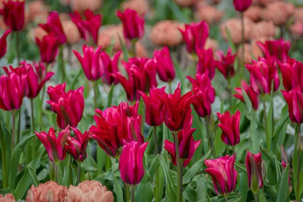 Schönes Feld Von Tulpen Ein Feld Voller Roter Und Rosa — Stockfoto