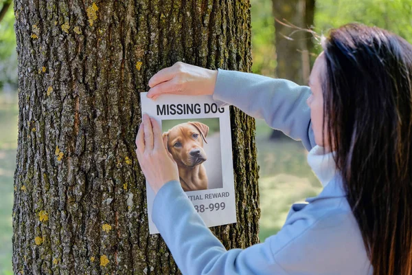 A woman hangs a poster about a lost dog. Paper with an announcement about the missing puppy.