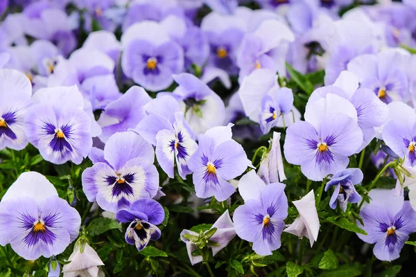 Close-up of bright violet pansies with a dark center. Floral background.