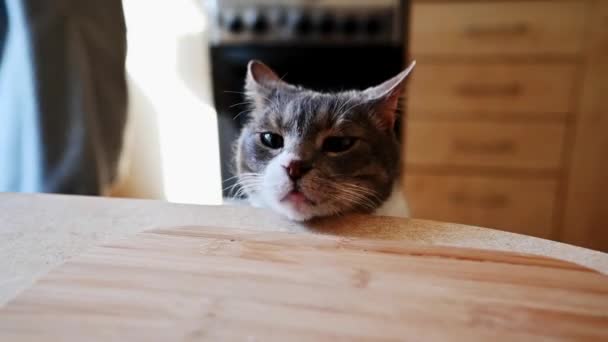 Kot Siedzi Patrzy Stół Kuchenny Kot Szuka Czegoś Kradzieży Stole — Wideo stockowe
