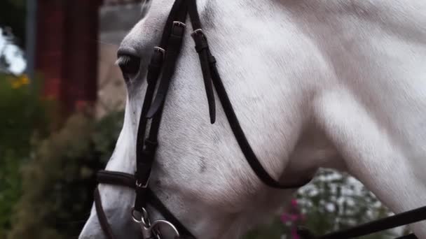 Dizginli Beyaz Bir Atın Yakın Çekimi Beyaz Başı Ayrıntıları Detayları — Stok video