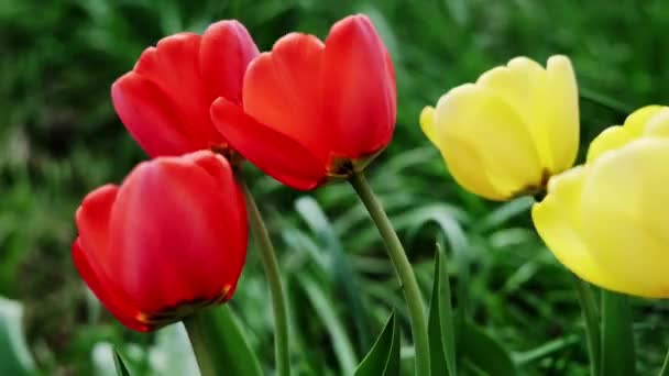 Όμορφα Λουλούδια Από Κόκκινες Και Κίτρινες Τουλίπες Στον Άνεμο — Αρχείο Βίντεο